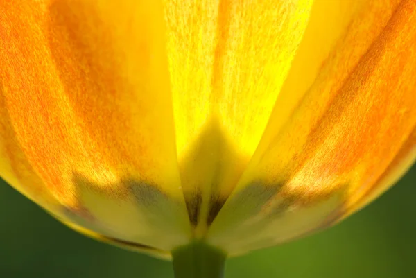 Closeup af en tulipan blomst i foråret - Stock-foto