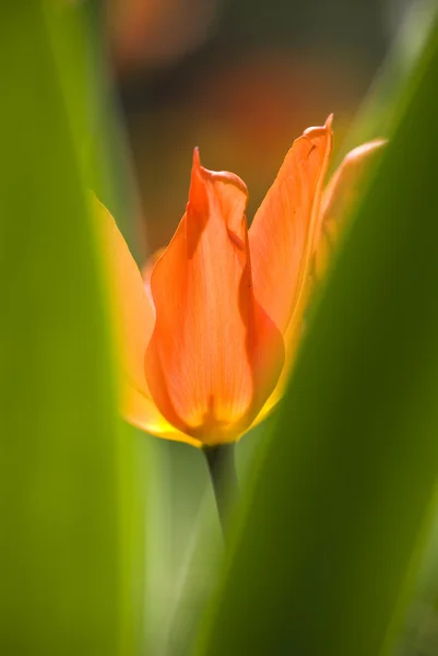 Close-up van een tulp bloem in de lente — Stockfoto