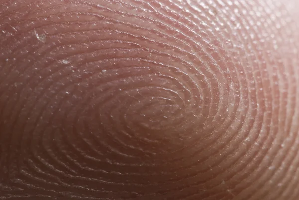 Whorls와 땀 샘 (손가락을 보여주는 인간 손가락 끝의 확대 — 스톡 사진