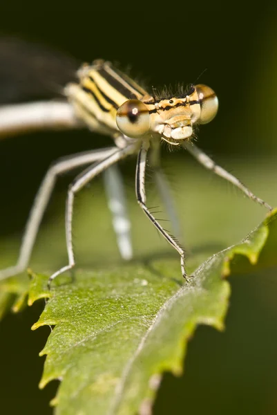 Kızböcekleri yaprak (kadın Platycnemis pennipes üzerinde) — Stok fotoğraf