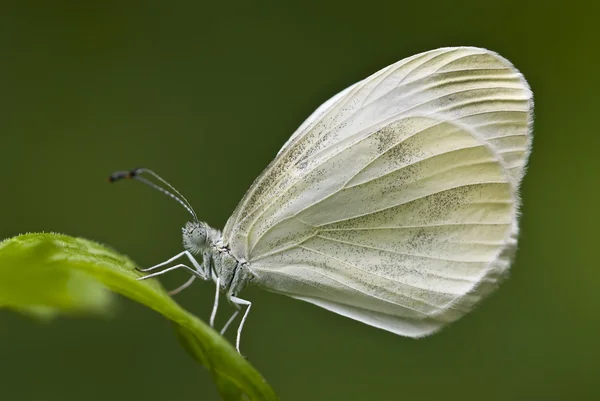 Borboleta empoleirada (Branco grande, Pieris sp .) — Fotografia de Stock