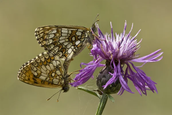 Pembe çiçek (Melitaea sp çiftleşme kelebekler.)