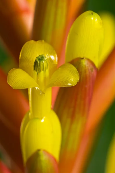 Flor de bromelia —  Fotos de Stock