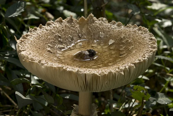 Detalj av svamp cap med vatten — Stockfoto