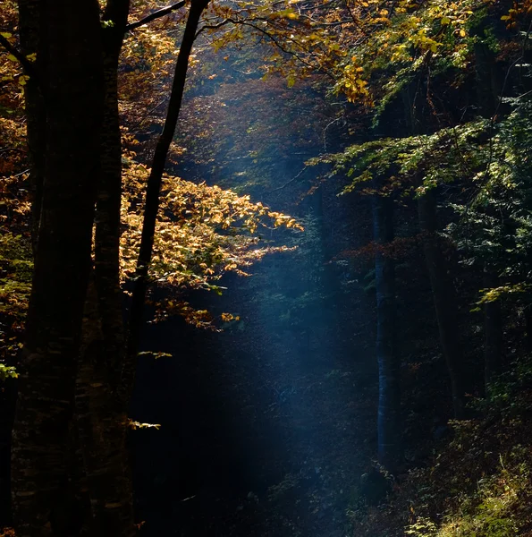 Lichtstrahl durch den Wald — Stockfoto
