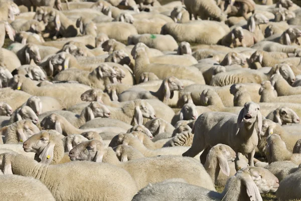 Manada de ovelhas nas montanhas — Fotografia de Stock