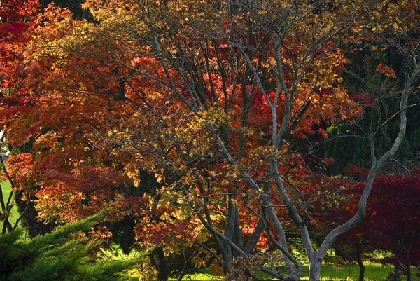 stock image Red maples (Acer sp.)