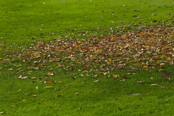 Folhas mortas caídas na grama verde — Fotografia de Stock