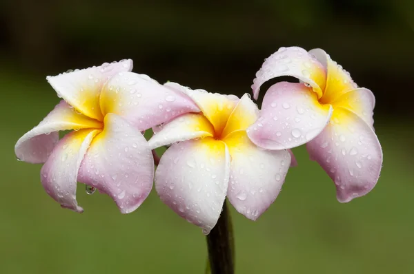花和芽的 frangipane — 图库照片