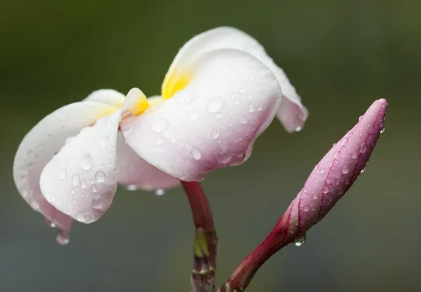 Květina a bud frangipane — Stock fotografie