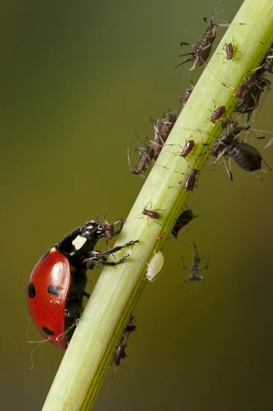 Ladybug hunting for Aphids — Stock Photo, Image