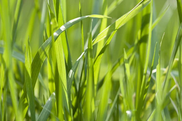 Grönt gräs i ryggen ljus — Stockfoto