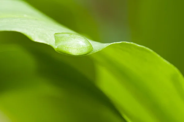 Woda kropla liść ostrze — Zdjęcie stockowe