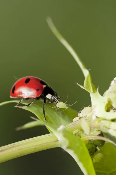 Ladybug hunting for Aphids — Stock Photo, Image