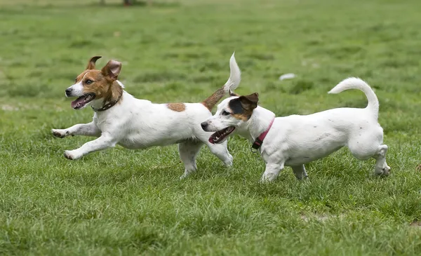 Dogs running on green grass — Stock Photo, Image