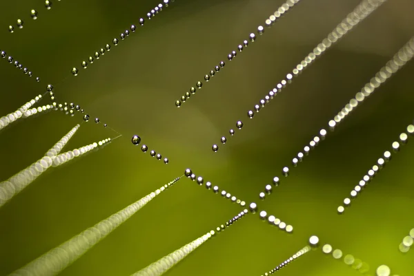 Dauwdruppels op spinnenweb — Stockfoto