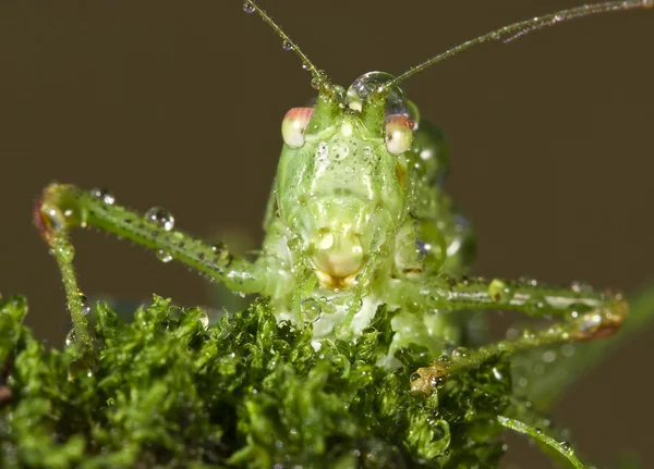 Closeup of the head of a grasshopper with dew drops — Stock Photo, Image