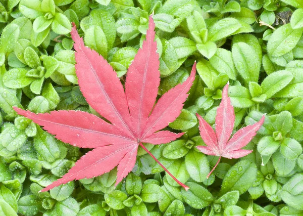 Červené listy javoru na zelené trávě — Stock fotografie