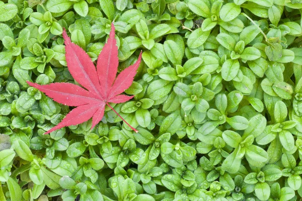 Röda löv av lönn på grönt gräs — Stockfoto