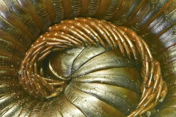 stock image Millipede curled in difence