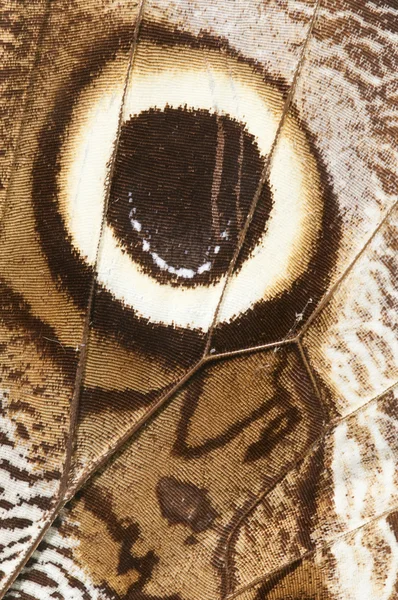 Oko obří motýlí křídla na místě — Stockfoto