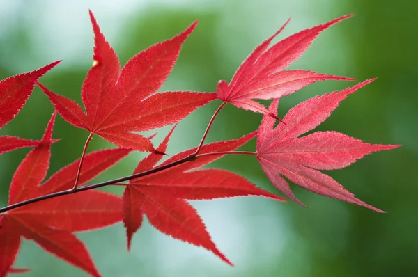 Folhas vermelhas de árvore de bordo — Fotografia de Stock