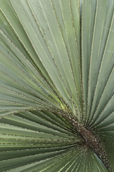Closeup of the tropical Bismark palm leaf — Stock Photo, Image