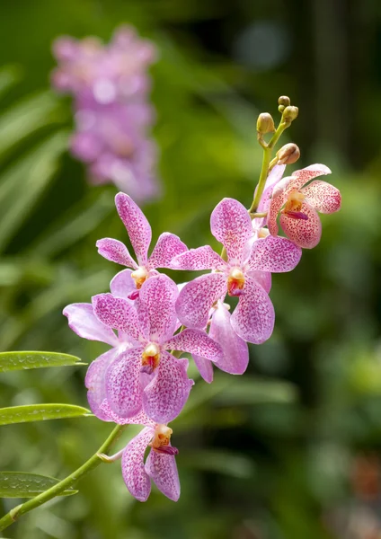 Vitt och rosa tropisk orkidé blommor — Stockfoto
