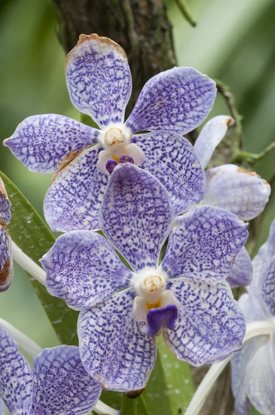 Flores brancas e azuis de orquídeas tropicais — Fotografia de Stock