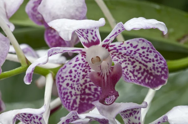 Vitt och rosa tropisk orkidé blommor — Stockfoto