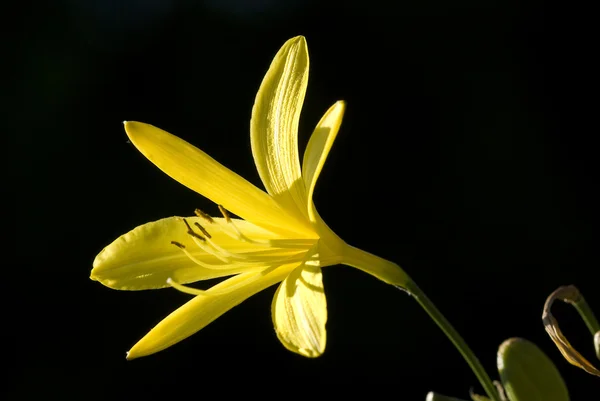 stock image Flowers of the Eastern Alps endemism golden lilium (Hemerocallis lilio-asph