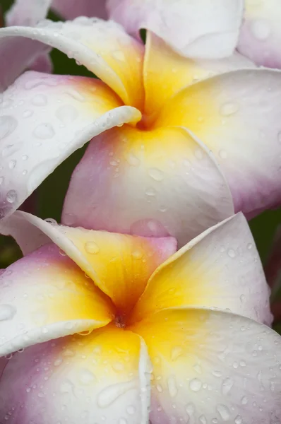 Розовые и желтые цветы Frangipane — стоковое фото