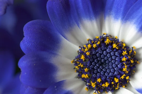 Närbild av en blå och vita daisy — Stockfoto