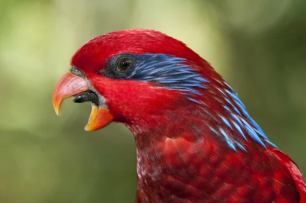 Červené a modré papoušek, eos reticulata — Stock fotografie