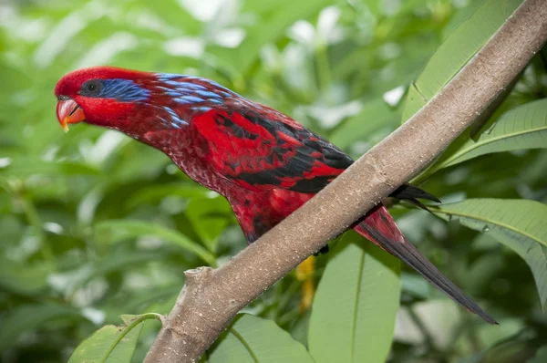 Röda och blå papegoja, eos reticulata — Stockfoto