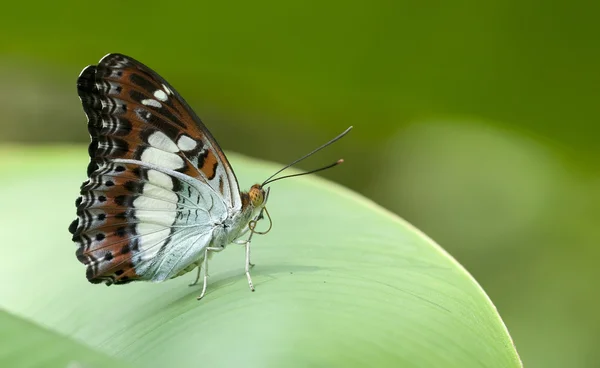 Tropical butterfly on a green leaf — Stock Photo, Image