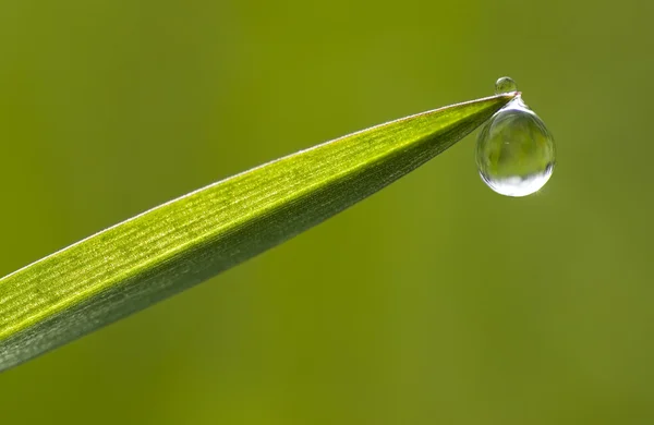 Капли росы на кончике травяного листа — стоковое фото