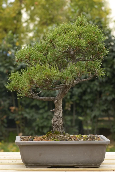 stock image Pine tree bonsai