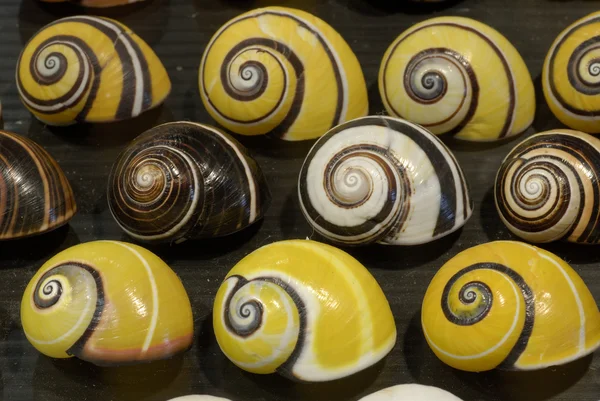 Colour variation in snails — Stock Photo, Image