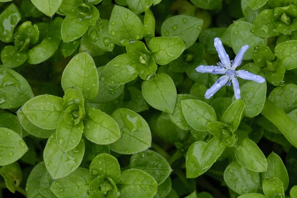 Flower of Scilla (Scilla bifolia) among leaves of chickweed (Stellaria med — Stock Photo, Image
