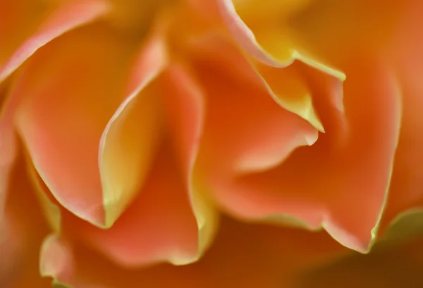 Fechar-se de uma rosa cor-de-laranja — Fotografia de Stock