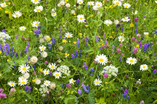 stock image Flowers in the grass in Spring