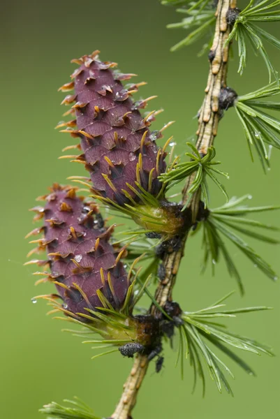 Szyszki drzew modrzewia Europejskiego (Larix europaea) — Zdjęcie stockowe