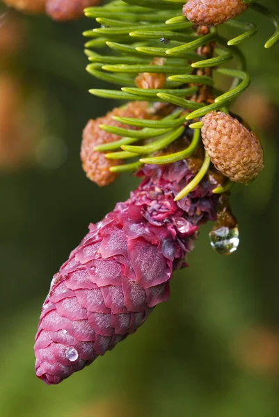 Cone de pinho Spruce vermelho jovem com fundo verde — Fotografia de Stock
