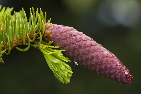 Cone de pinho Spruce vermelho jovem com fundo verde — Fotografia de Stock