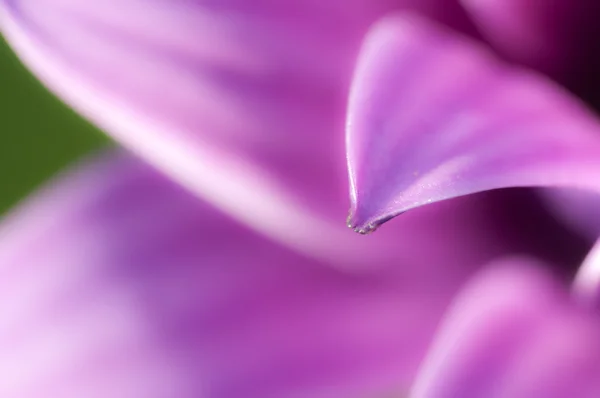 Detail van een bloemblaadje paarse daisy — Stockfoto