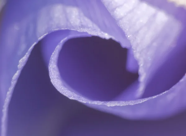 Деталь голубого лепестка цветка — стоковое фото