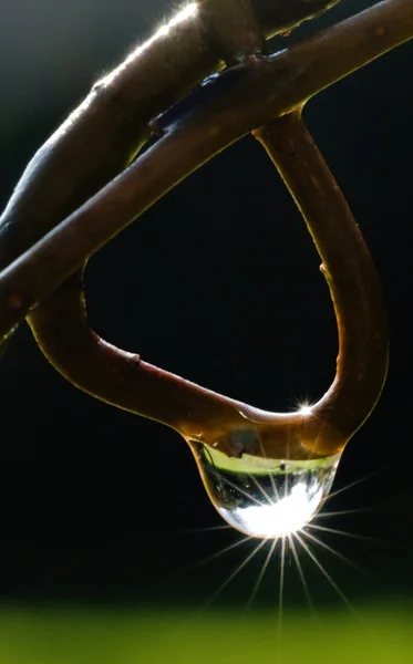 Rain drop on a twig in back light — Stock Photo, Image