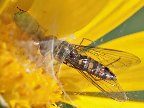 Krab pająk łapanie muchy syrphid — Zdjęcie stockowe