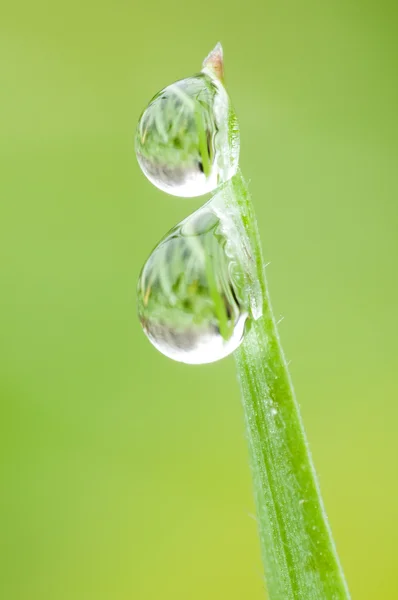 Dew drops på spetsen av en gräs blad — Stockfoto